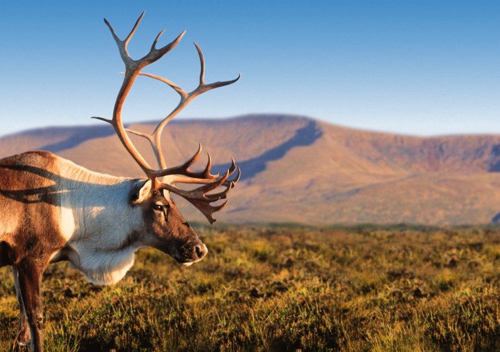Cairngorm Reindeer. The Cairngorm region is a great place for a staycation. Lots of family fun to do including walking, biking and horse riding.